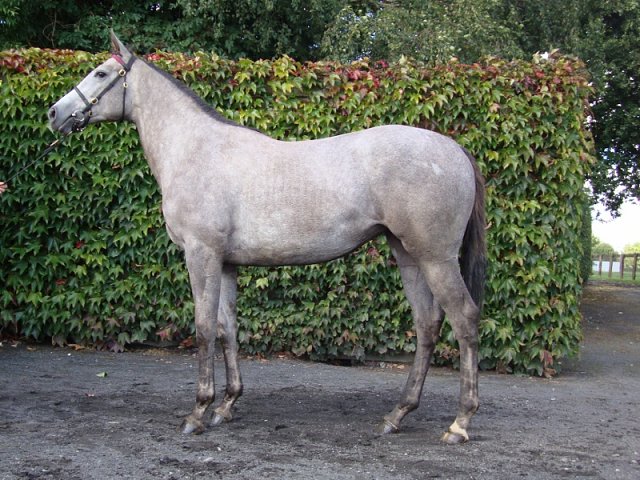 Shemara third at Gowran Park on 9th May 2018