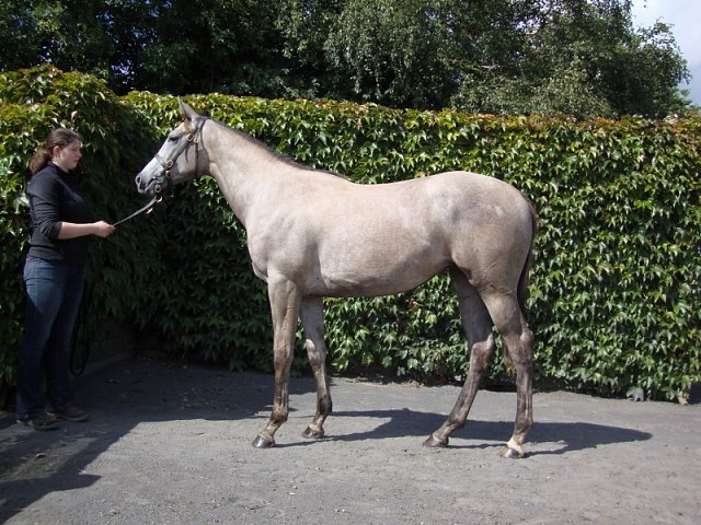 Shemara second at Ballinrobe on 13th August 2018