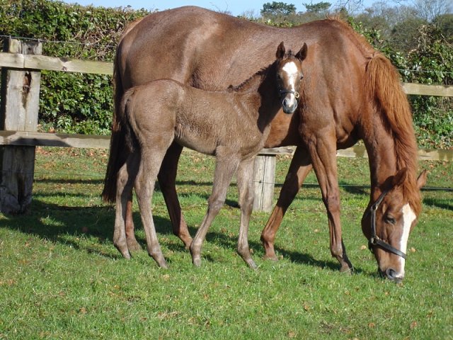 Shemara second at Ballinrobe on 13th August 2018