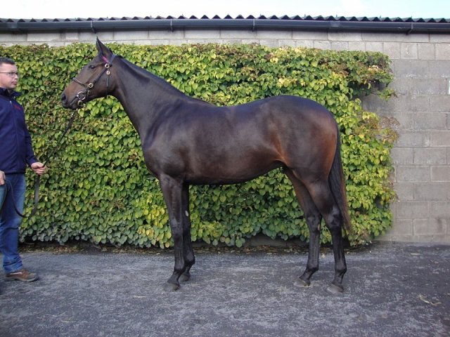 Shifting Gold third at Chelmsford on 29th August 2019
