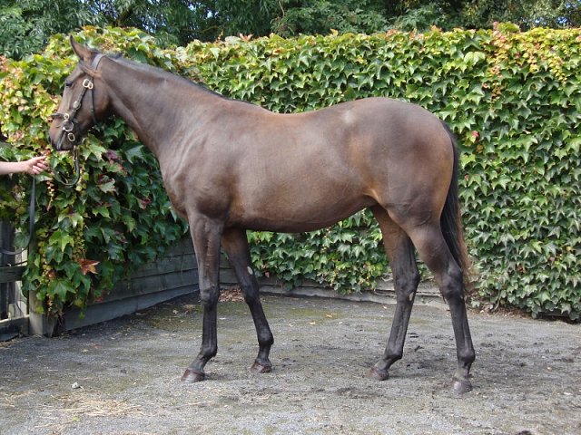 Shifting Gold wins at Kempton on Wednesday 10th June 2020
