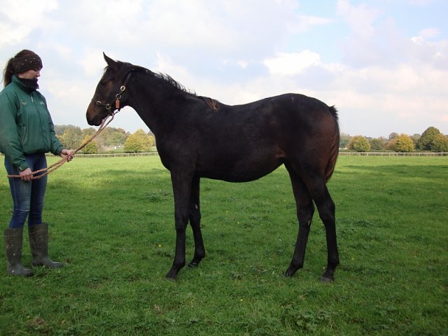 Shifting Gold third at Chelmsford on 29th August 2019