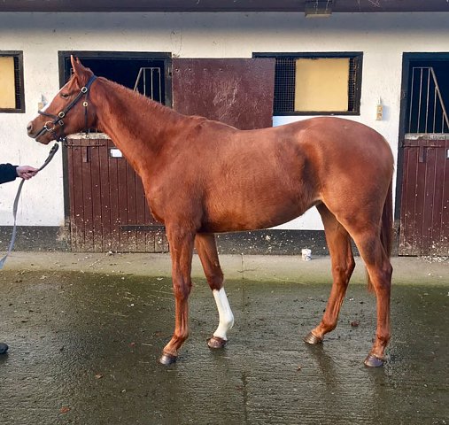 Shorter Skirt second at Lingfield on 30th July 2018