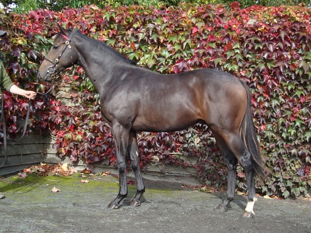Show of Strength third at Redcar on 26th September 2018