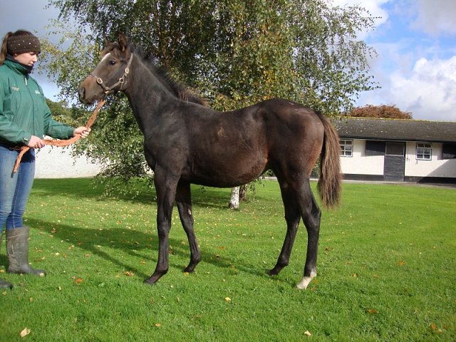 Show of Strength second at Haydock on 19th October 2018