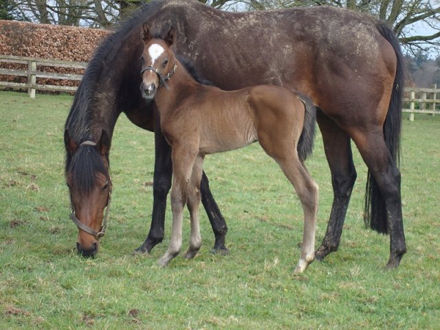 Show of Strength second at Haydock on 19th October 2018
