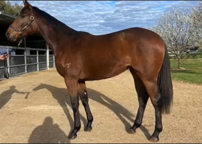 Shuffle Dancer second at Caulfield on Saturday 21st October 2023
