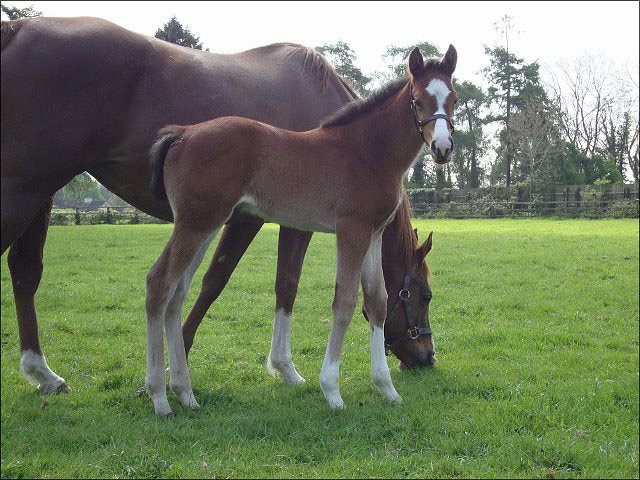 Sicilian Bay second at Redcar