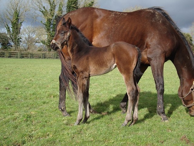 Silent Witness third at Lingfield on 8th February 2020