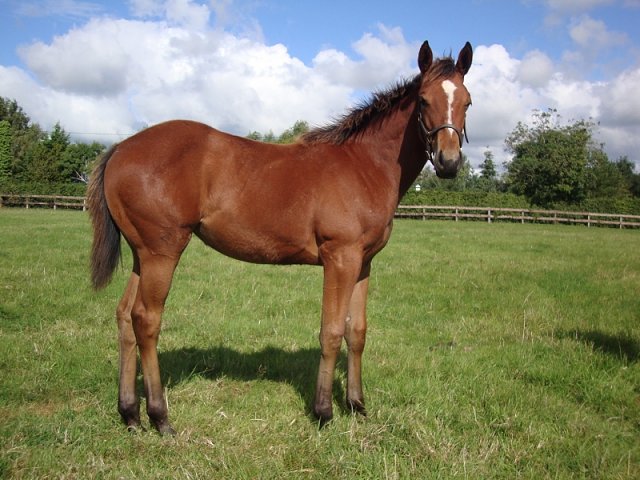 Silver Link third at Chepstow