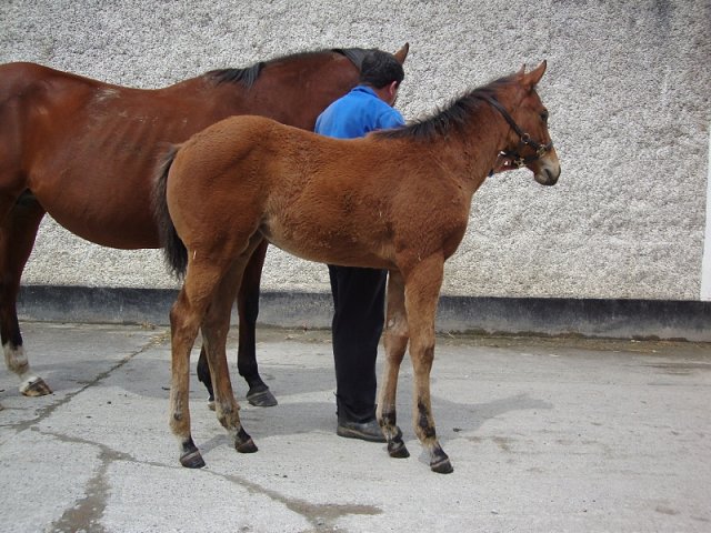 Silver Link third at Chepstow