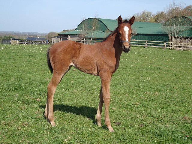 Silver Link third at Chepstow