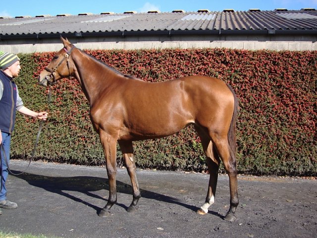 Sinndarella third at Bath on 19th August 2020