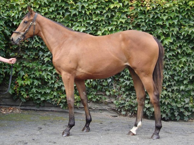 Sinndarella second at Bath on 7th June 2019