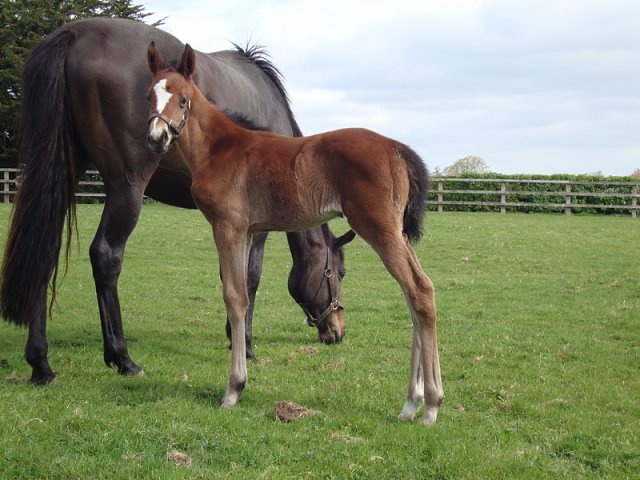 Sinndarella second at Bath on 7th June 2019