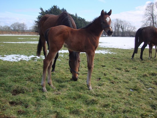 Siofra second at Newcastle on 2nd September 2022