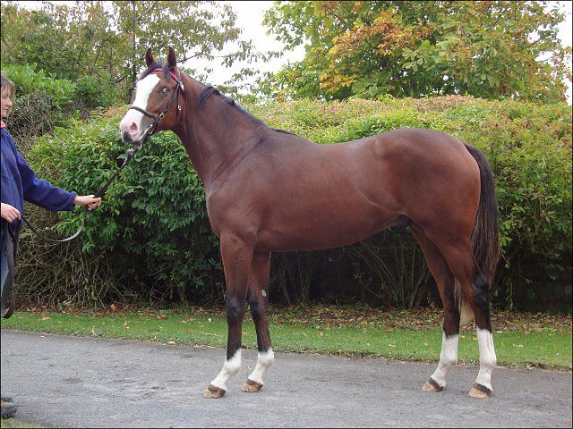 Sir Frank Morgan makes all to win at Lingfield