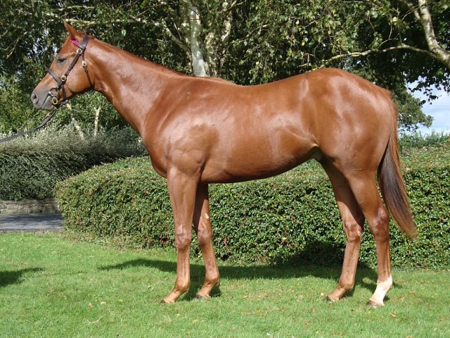 Sixtygeesbaby second at Newmarket on 20th September 2025