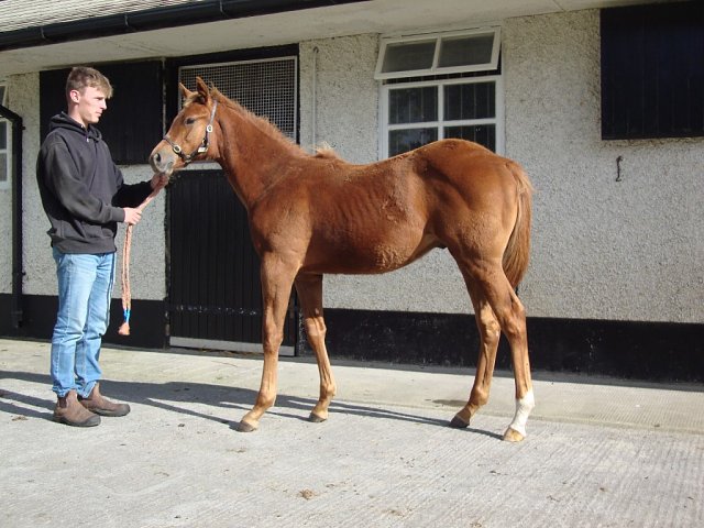 Sixtygeesbaby second at Newmarket on 20th September 2025