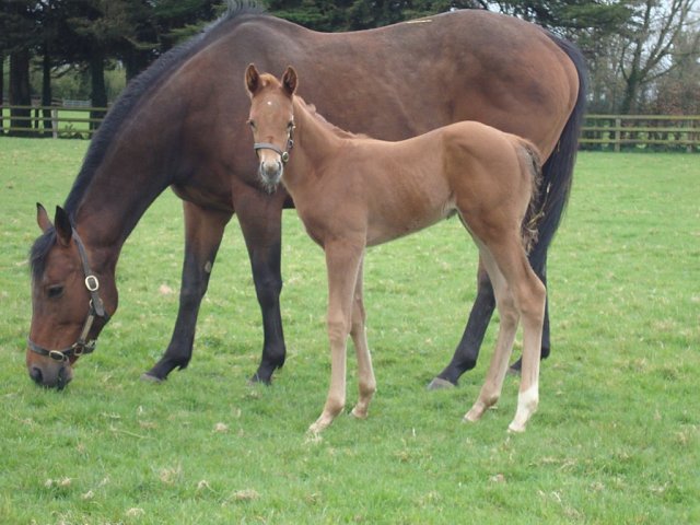 Sixtygeesbaby second at Newmarket on 20th September 2025