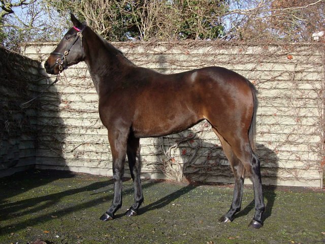 Skellet second in Group 3 at Newmarket on 13th October 2023