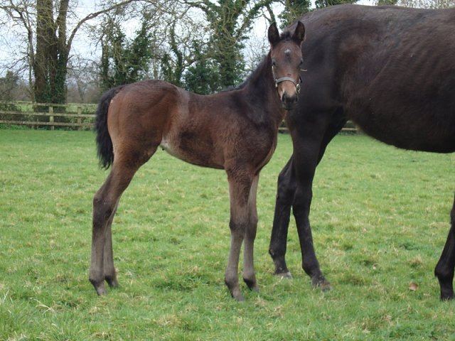 Skellet wins Listed race at Sandown on 18th September 2024