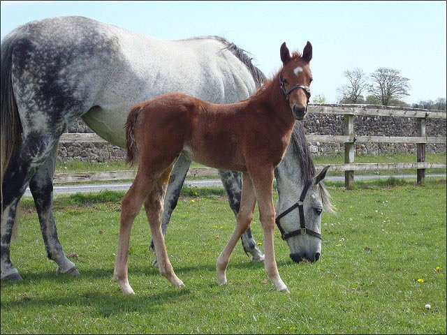 Sleeping Apache wins at Redcar