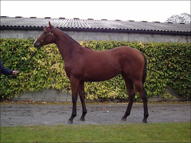 Slight Advantage wins Listed race at Cologne, Germany
