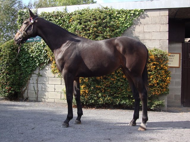 Small Wonder second at Gowran Park on 5th September 2018