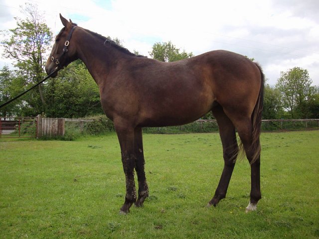 Small Wonder second at Gowran Park on 5th September 2018