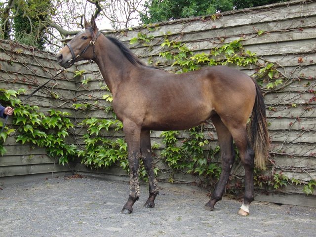 Small Wonder second at Gowran Park on 5th September 2018