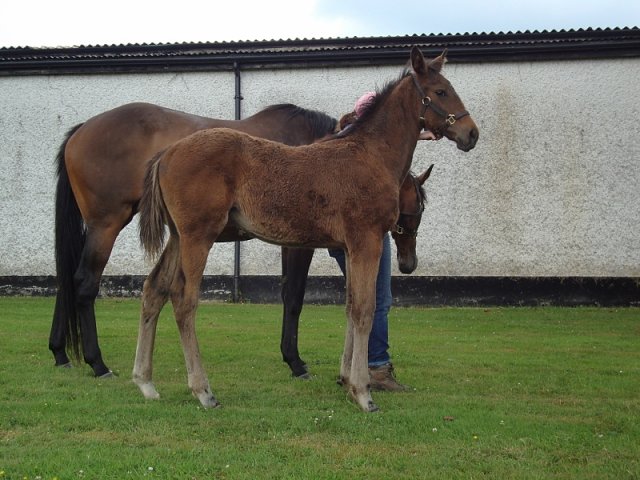 Small Wonder second at Gowran Park on 5th September 2018