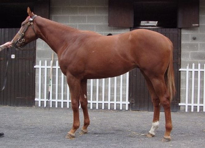 Smartcity wins at Sha Tin