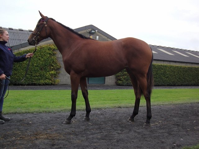 Soaring Sky wins at Limerick on 24th April 2021