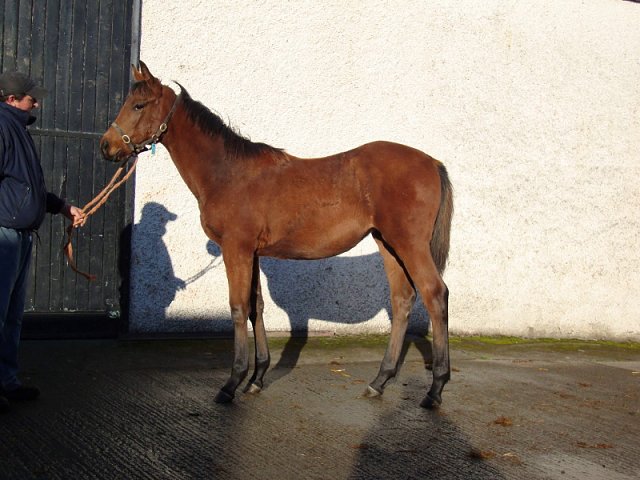 Soaring Sky wins at Limerick on 24th April 2021