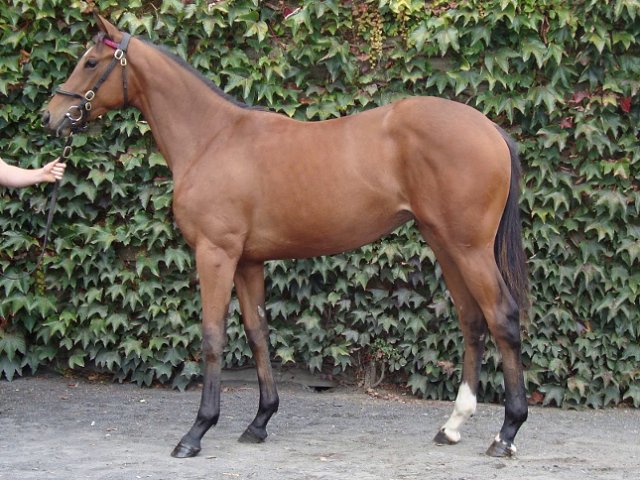 So I Told You third at Dundalk on 5th November 2021