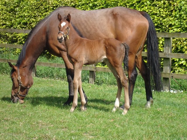 So I Told You wins at Sligo on 18th May 2021