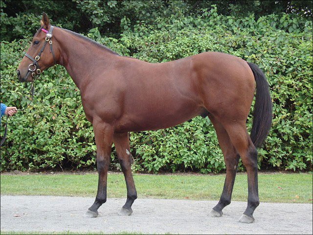Sole Danser third at Ayr