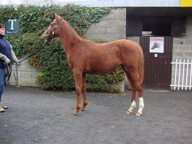Sophistication wins at Chilivani, Italy on 13th May 2022