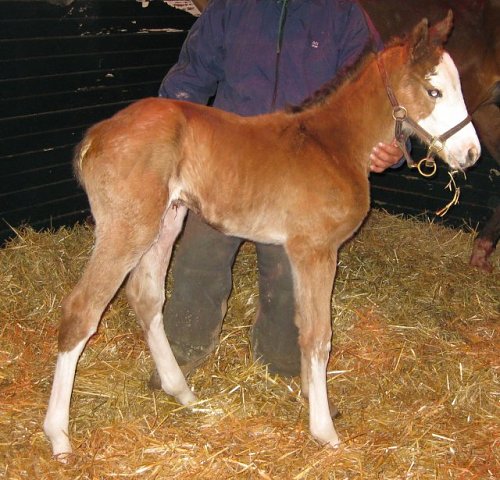 Sound Major wins in Japan