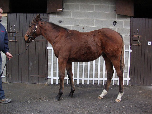 Spark Plug second at Newbury