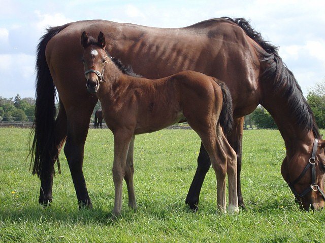 Spark Plug wins Listed Race