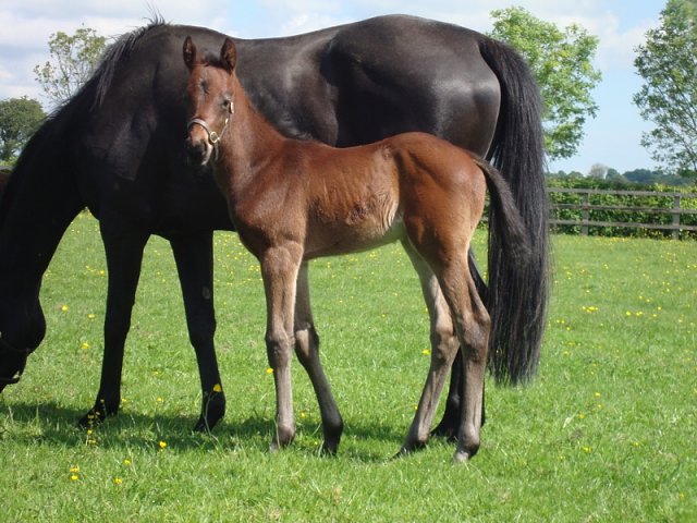 Special Relation wins at Pontefract