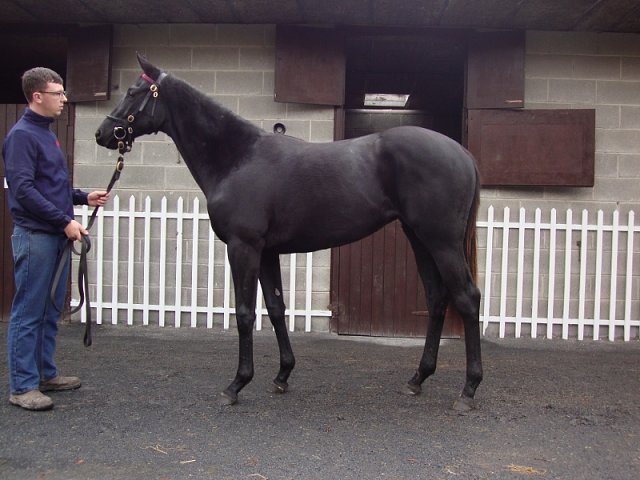 Speckled Meadow third at Killarney on 23rd August 2024