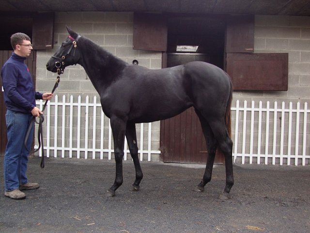 Speckled Meadow second at Naas on 11th October 2026