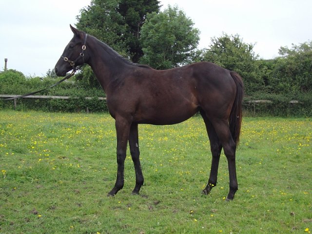 Speckled Meadow second at Naas on 11th October 2026