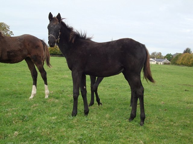 Speckled Meadow second at Naas on 11th October 2026