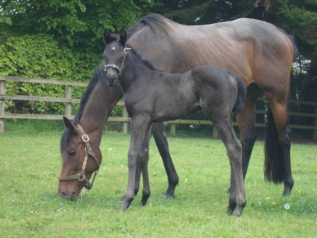 Speckled Meadow second at Naas on 11th October 2026