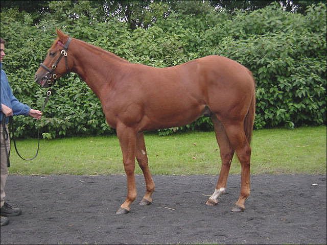 Speed Dream third at Dundalk