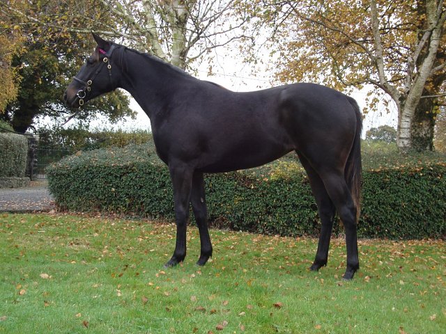 Splish Splash third on racecourse debut at Newbury on 28th August 2025